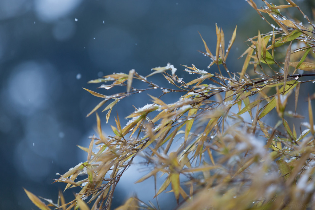 伺服糾偏廠(chǎng)家-小雪快樂(lè) 凜冬將至